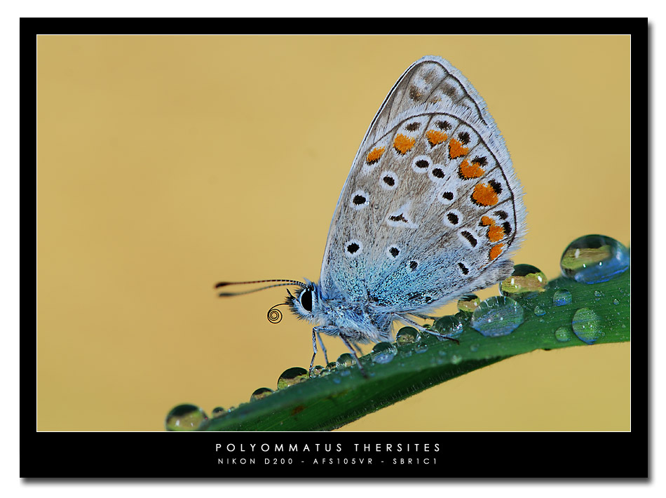 Licenide con spirotromba