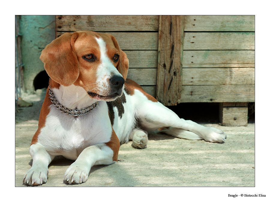 Beagle