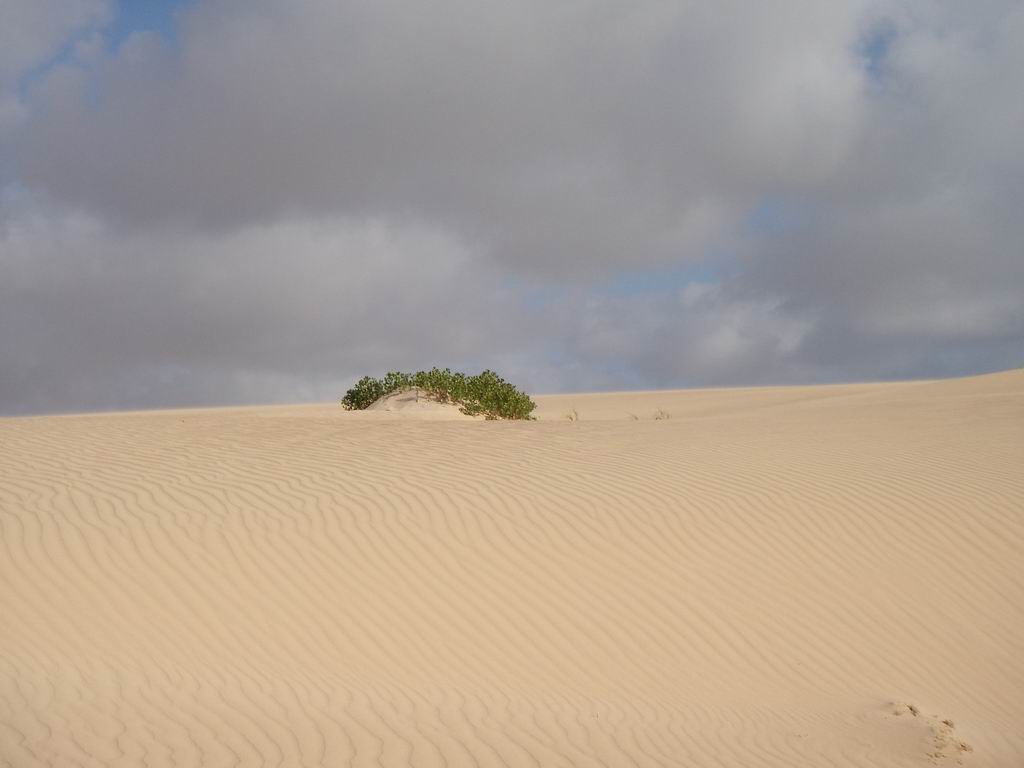 verde....tra le dune di sabbia....