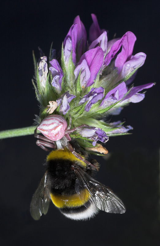 - - L' ultimo volo - -