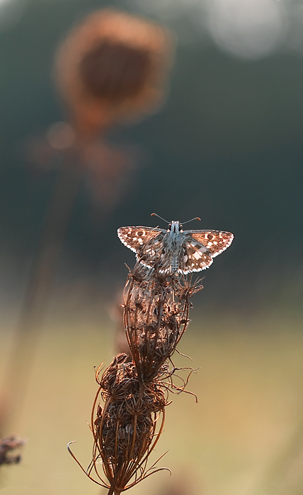 Luce di un girasole sfiorito
