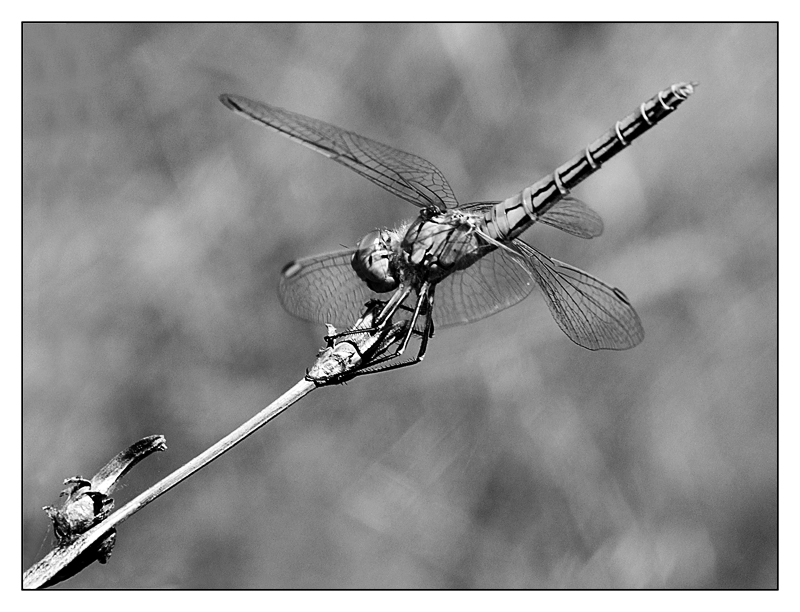 ::: SULLA STESSA LINEA :::