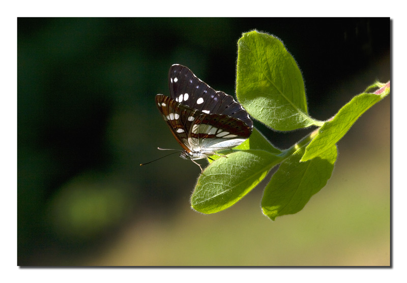 Limenitis reducta m.