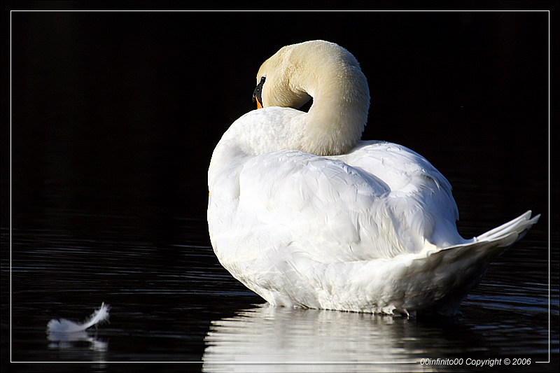 :: Io, solo... assorto nei miei pensieri...