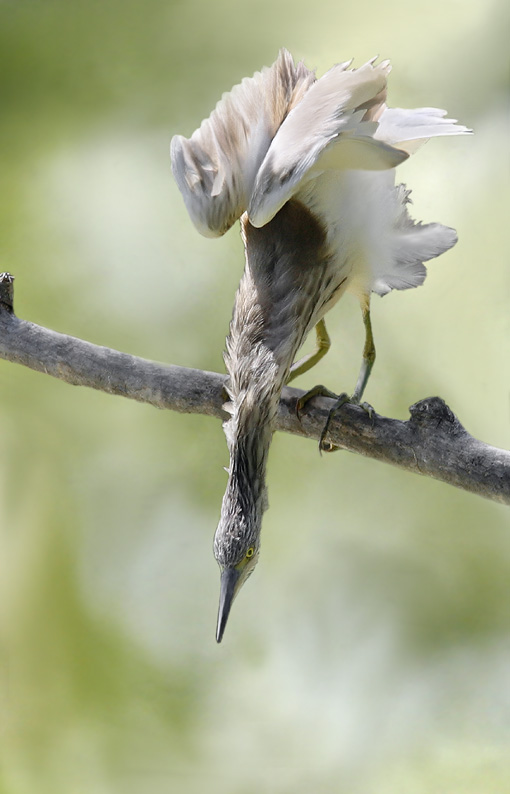 Renzo-Dinuovo sgarza ciuffetto