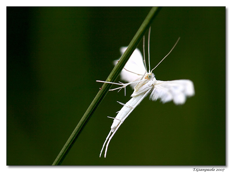 un angelo(dedicata a Trentina)
