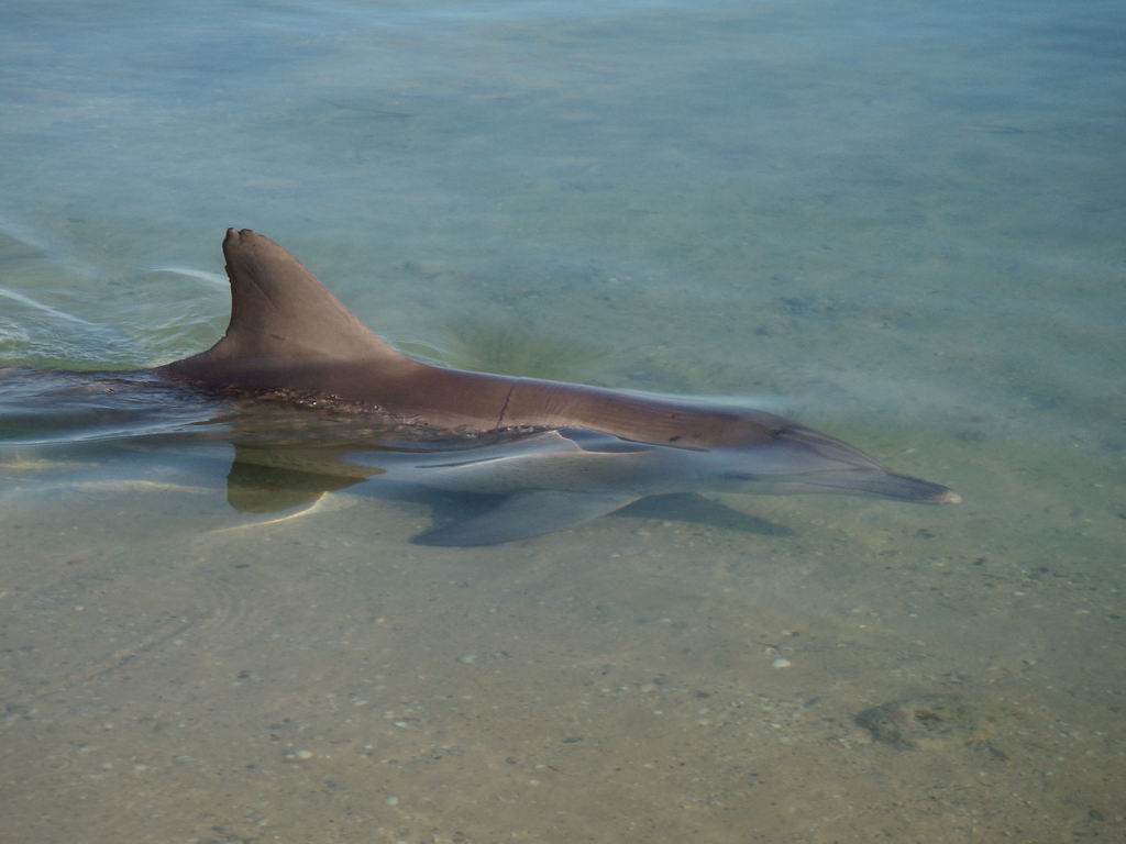 eccolo che arriva.....