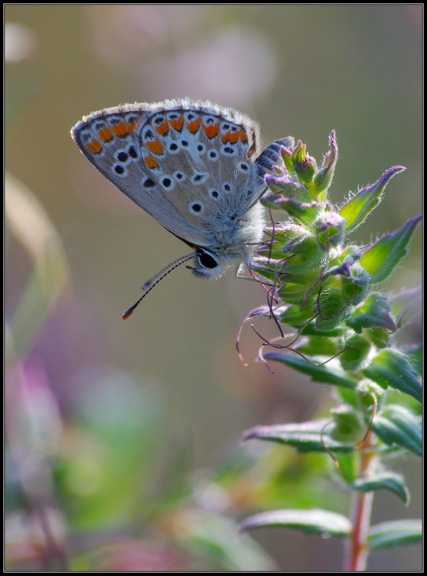 farfa 3/4 controluce