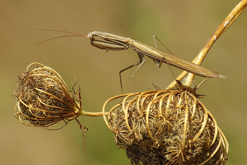 La mia prima mantide
