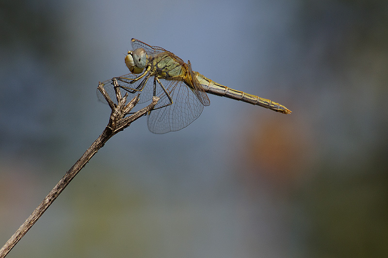 Non parlare al Conducente... !