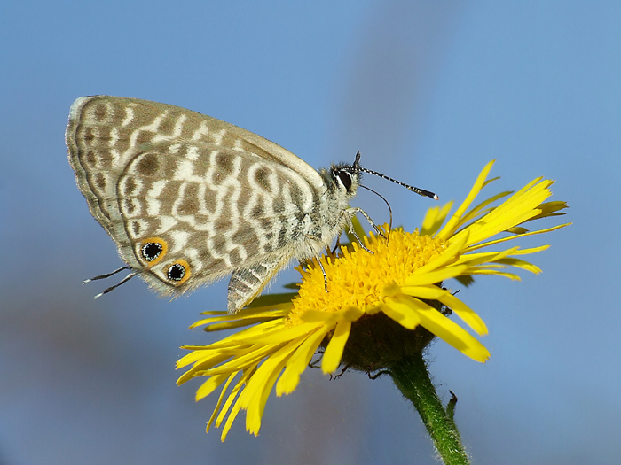 Leptotes pirithous