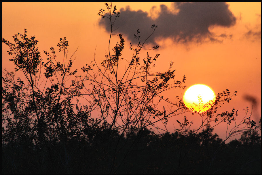 Tramonto tra i cespugli