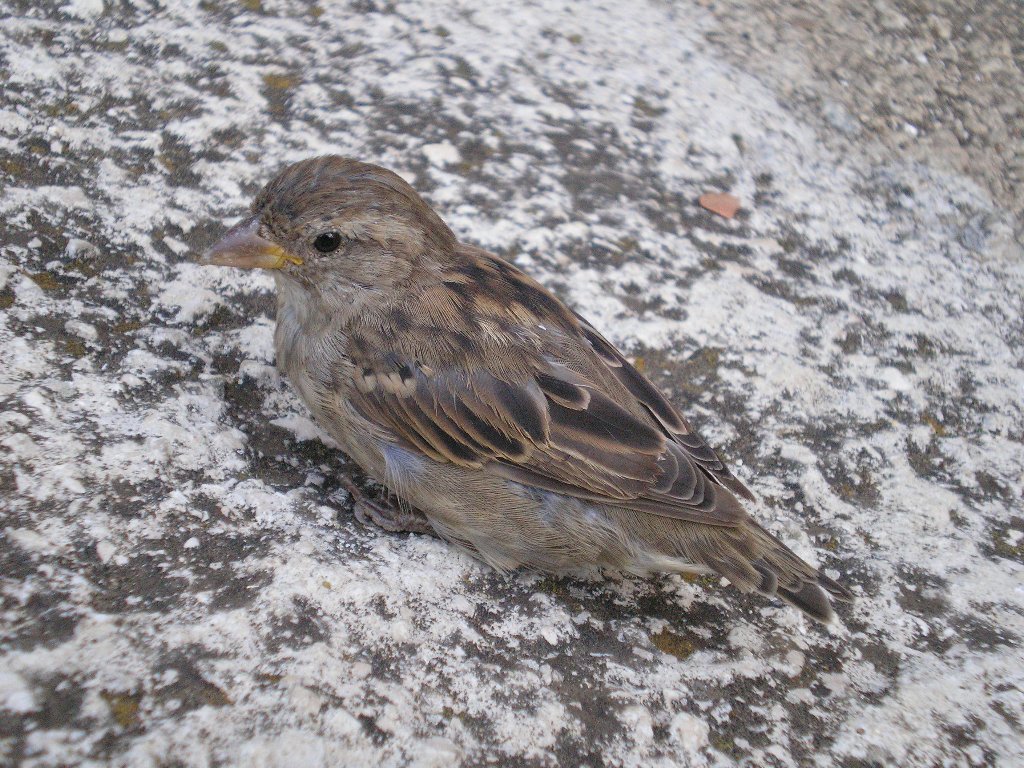 cellitto (in dialetto palianese)