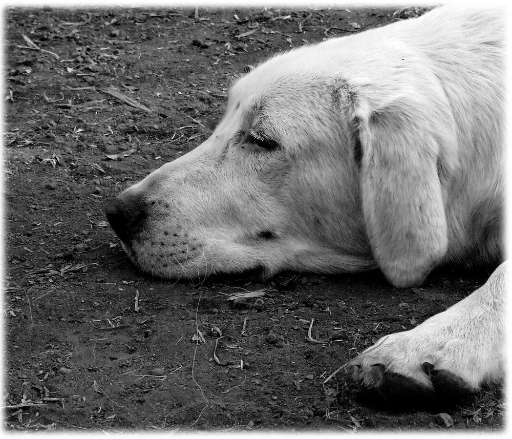 i giorni dell'abbandono..occhietto..