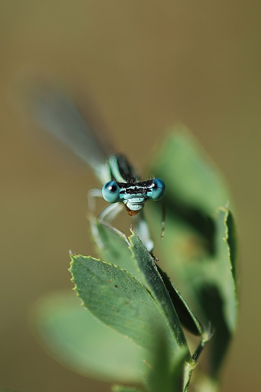 Occhi Blu sulla Foglia