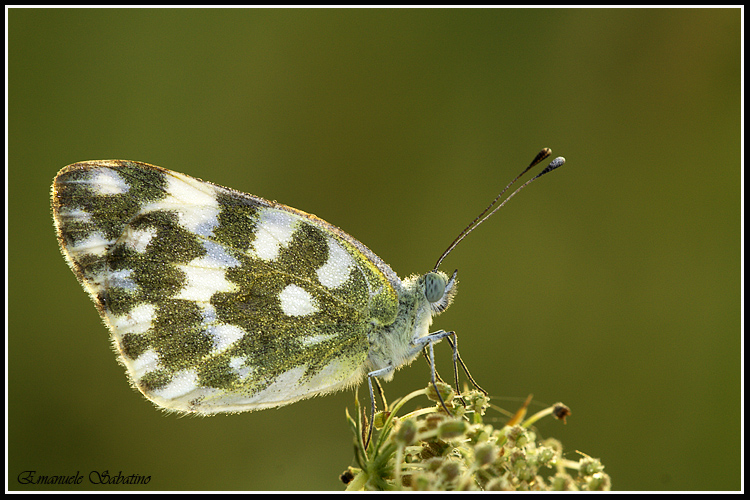 6,30 del mattino la Rugiada