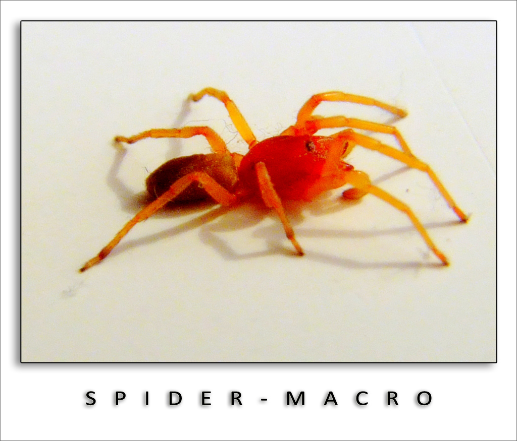Spider - Macro