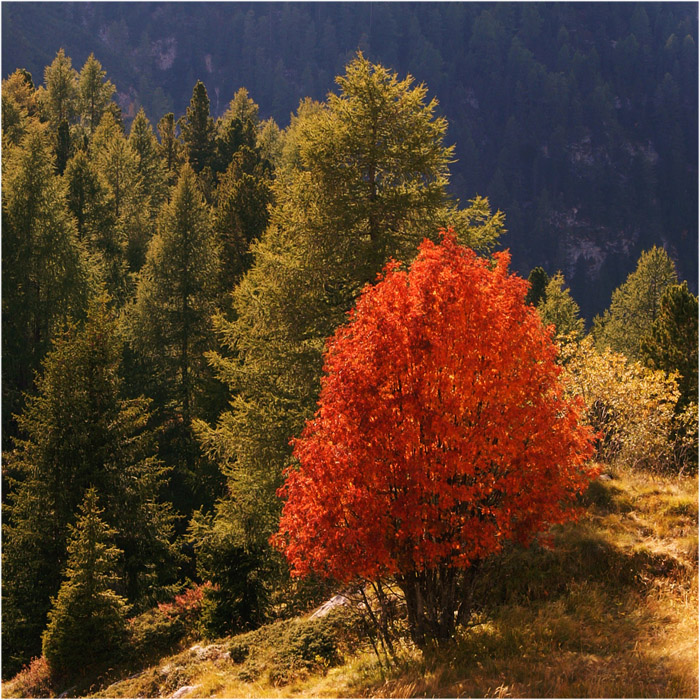 un colore dell'autunno