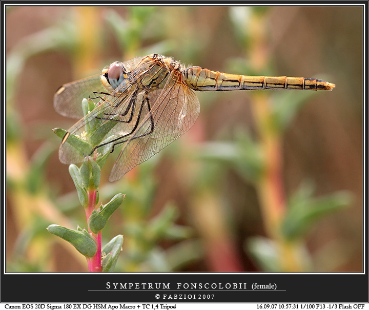 Sympetrum fonscolombii female