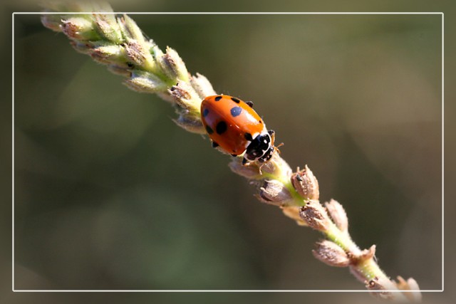 Hippodamia Variegata