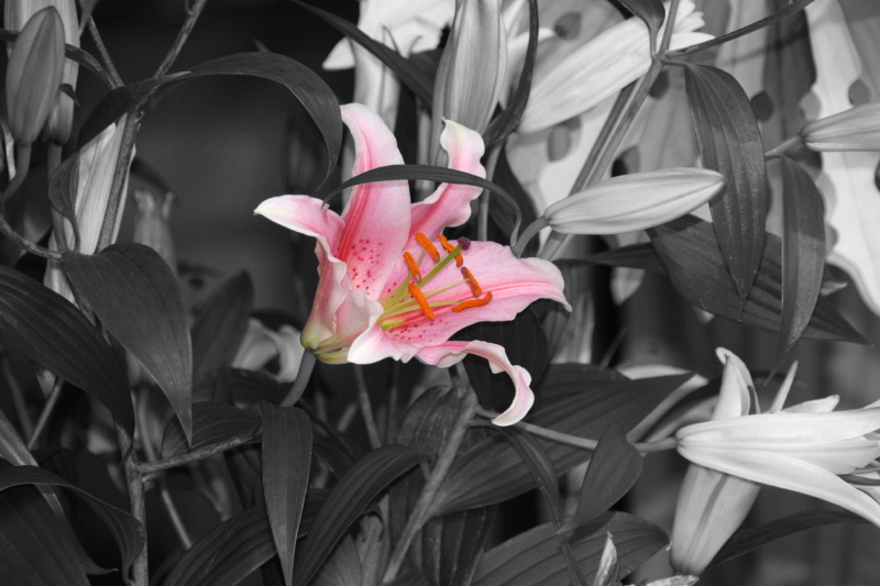 Il comune senso del colore