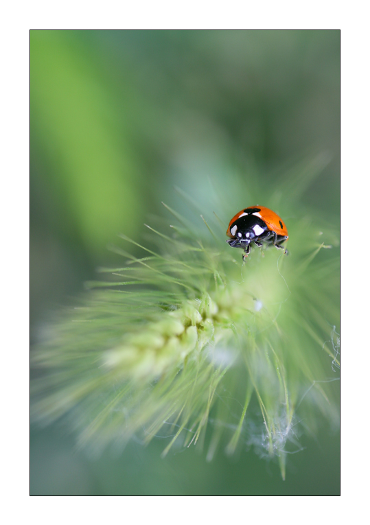 Passeggiando nel verde