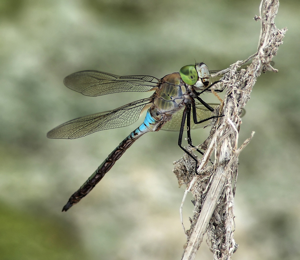 Anax parthenope male