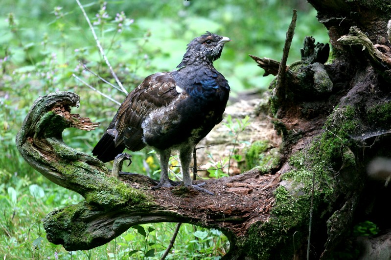 gallo cedrone femmina