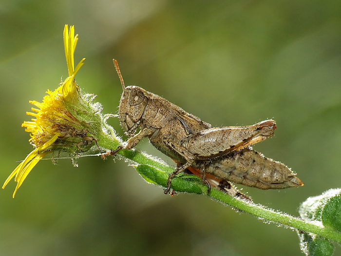 Qualcuno gradisce un fiore?