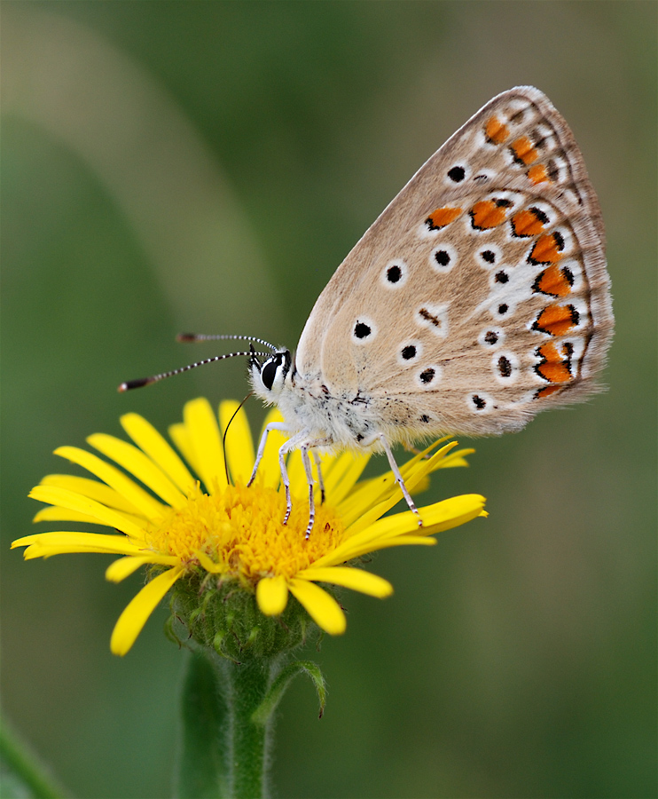 Licenide su fiore giallo