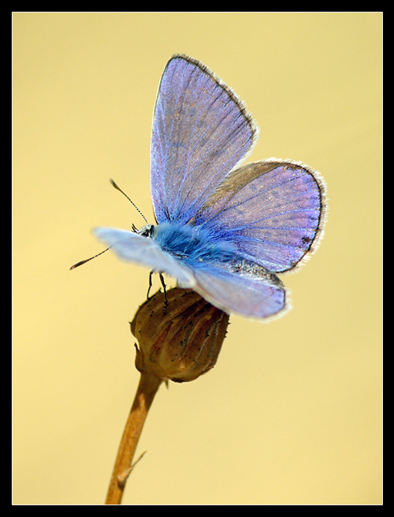 Licenide scaldandosi al sole