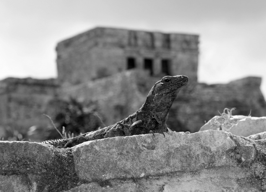 A Guardia Di Un Antico Tempio Maya