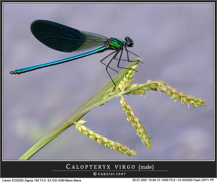 Virgo... come piace a me!