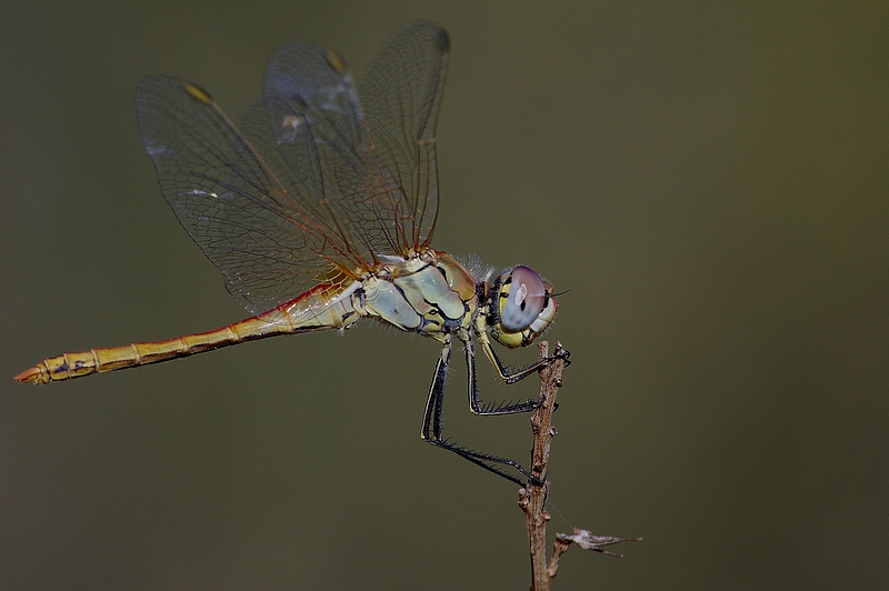 Libellula di plastica