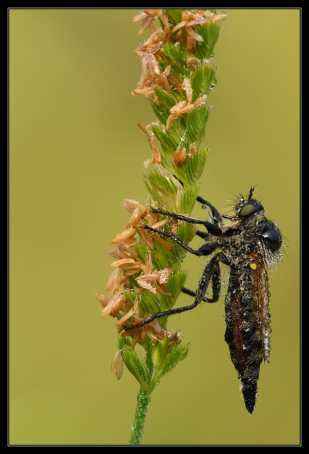 Il predatore a riposo