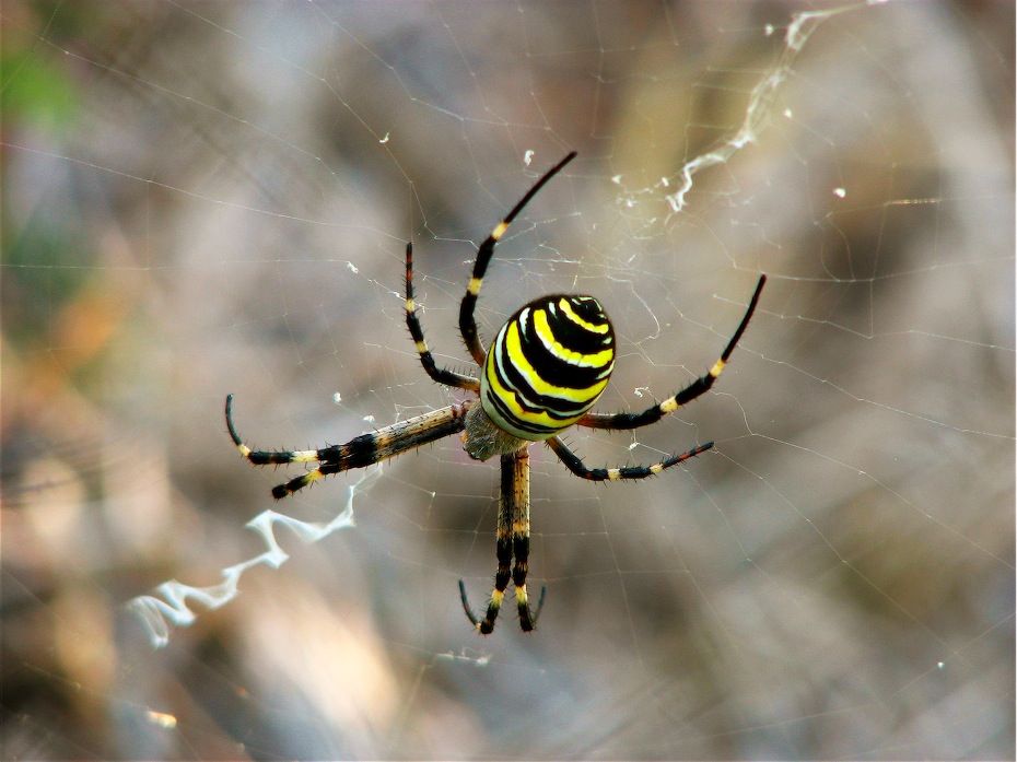 Argiope Bruennichi