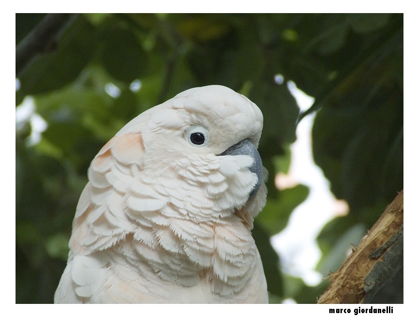 pappagallo biosfera di genova