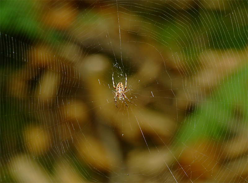 Nella tela del ragno..