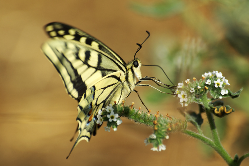 Papilio 2