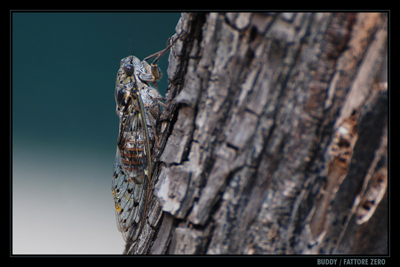 Sembra di sentirla, Heater Parisi...
