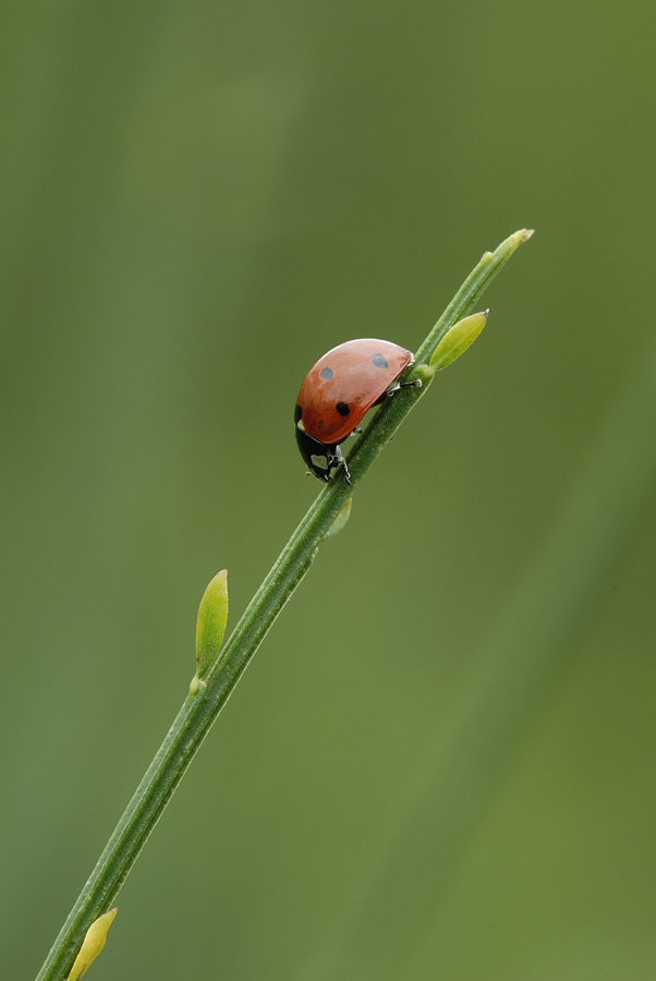 Coccinella