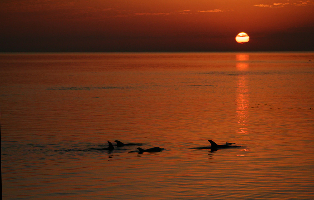 Alba egiziana con delfini