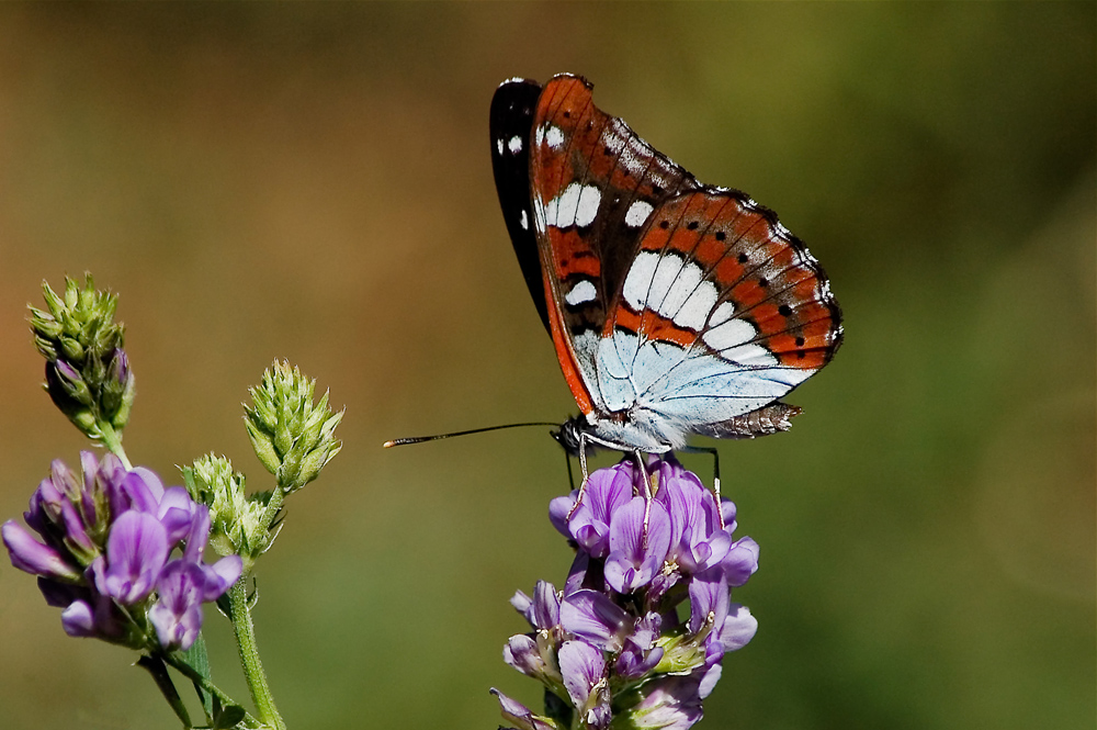 Limenitis reducta