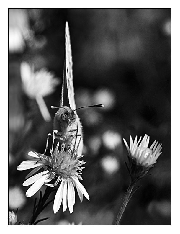 ::: IL PROSSIMO OBIETTIVO :::