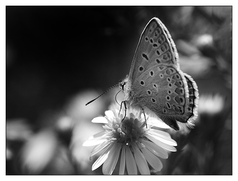 ::: IN CONTROLUCE :::