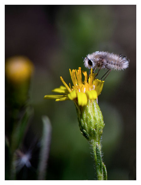 Pelosetto su fiorellino