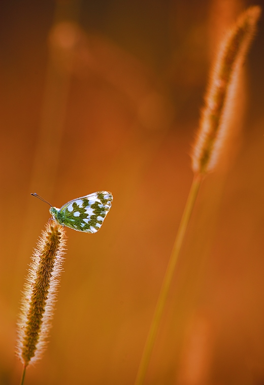 Macro si.... o.... macro no? Mah...a me me plas....