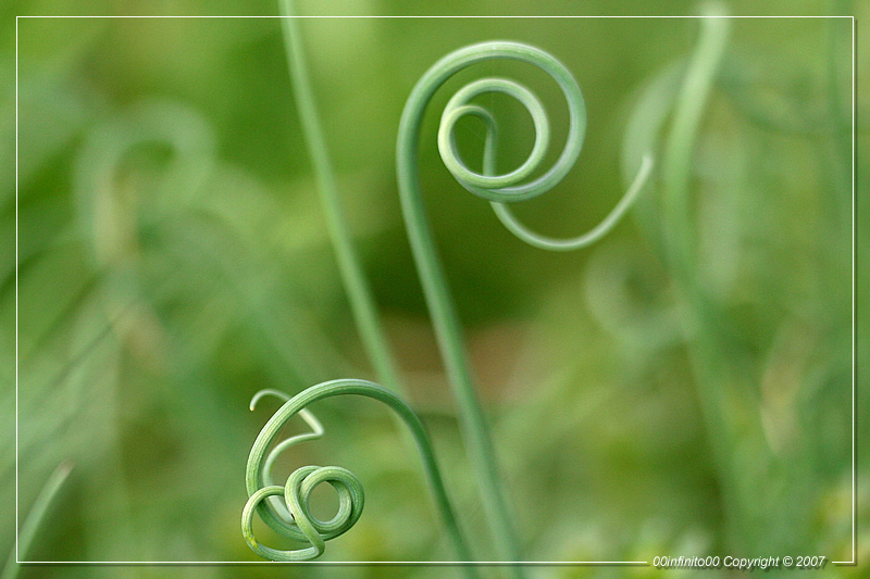 :: Ghirigori ... (I)