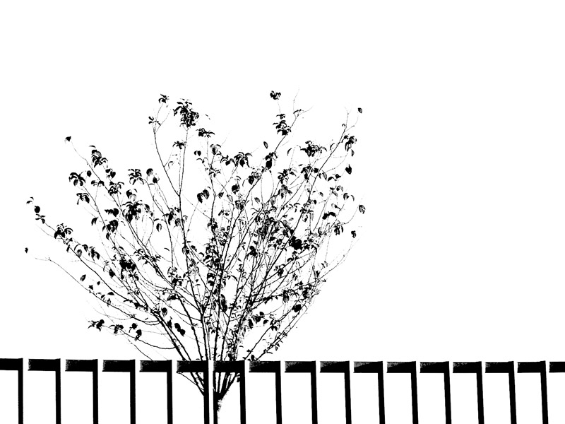 Alberello con recinzione