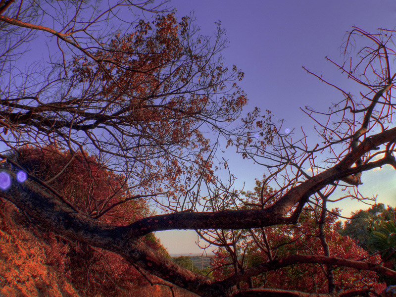 Autumn in Sunshine Summer